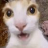 a shocked cat